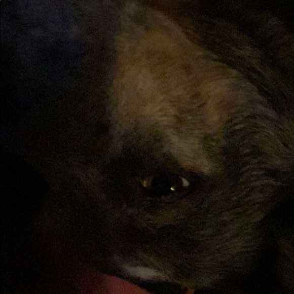 Meet your Posher, Joey - Picture 1 of 1